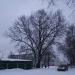Дуб черешчатый в городе Владимир