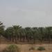 Date palm plantations