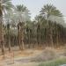 Date palm plantations