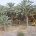 Date palm plantations