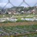 Benguet State University - La Trinidad Strawberry & Vegetable Farms