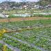 Benguet State University - La Trinidad Strawberry & Vegetable Farms