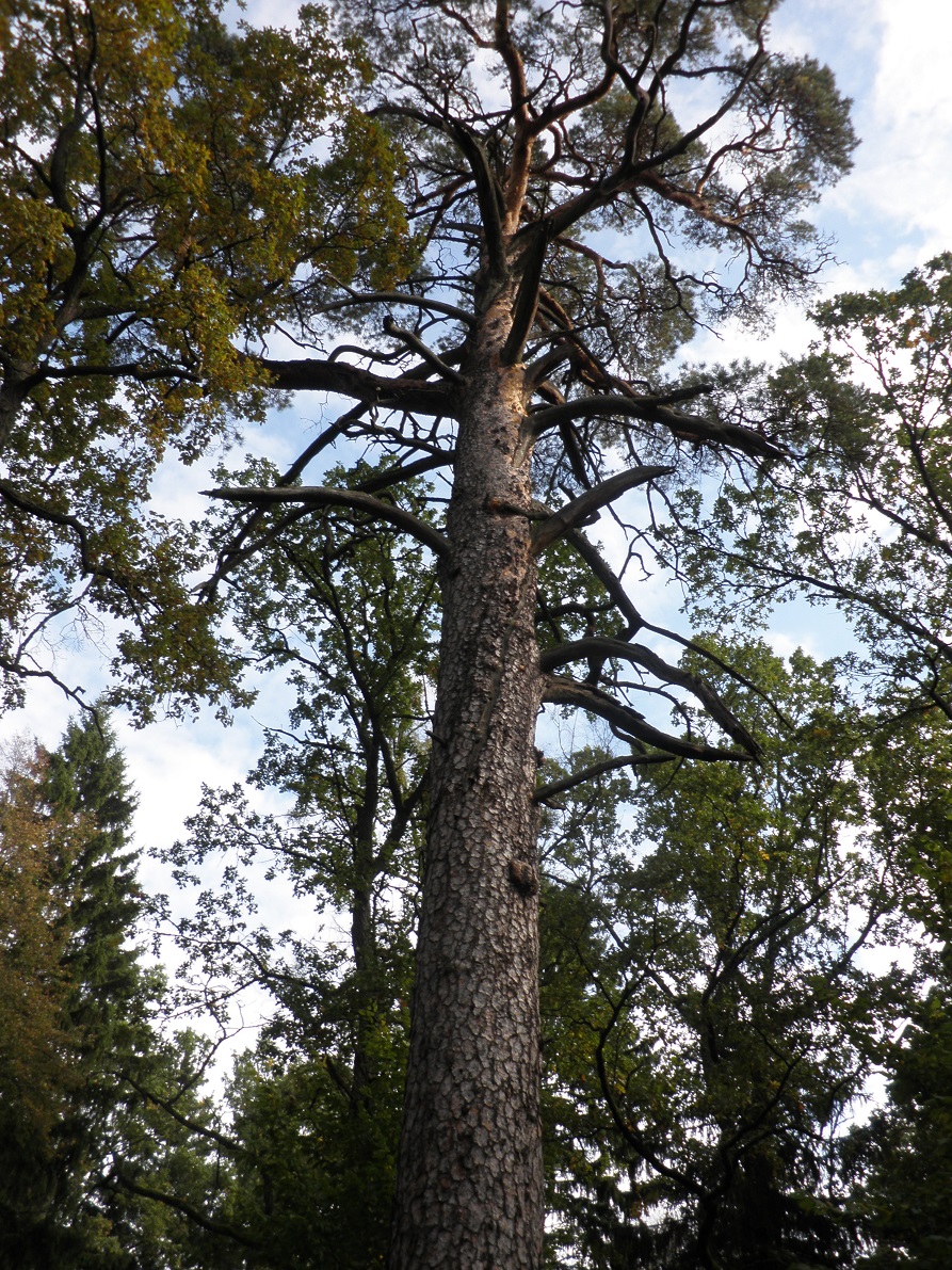 how old is the oldest pine tree in the world
