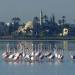 Larnaca Salt Lake