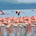 Larnaca Salt Lake