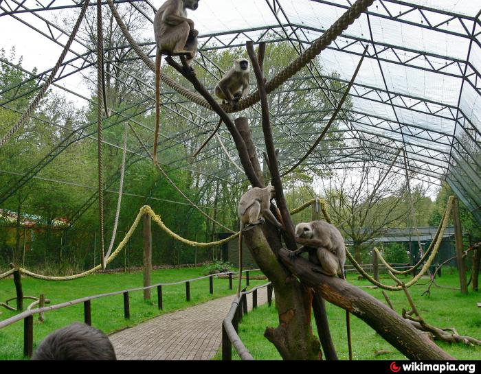 Vervet monkey cage