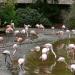 Pond with Flamingos