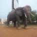 Elephant Statue