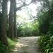 Bosque dos Eucaliptos na Rio de Janeiro city