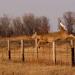 Quivira National Wildlife Refuge - South