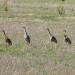 Conboy Lake National Wildlife Refuge