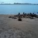 Colonia de Lobos Marinos en la ciudad de Necochea