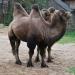 Domestic bactrian camel