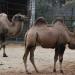 Domestic bactrian camel