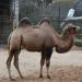 Domestic bactrian camel