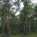Лесопарк в городе Александров