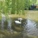 Teich (de) in Cologne city