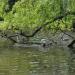 Teich (de) in Cologne city