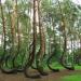 Crooked Forest