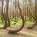 Crooked Forest