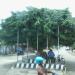 Pohon Beringin di Ceper in Klaten city