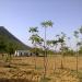 Neem Tree Farm