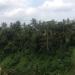 Ulun Ubud (Sacred Place Of Ubud)