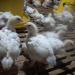 Kandang Ayam Beni (id) in Klaten city