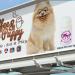 Coffee & Puppy : Thailand Dog Cafe คาเฟ่หมา