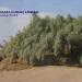 Nabkha park (the flower pots of the desert), Lut desert /