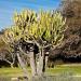 Kirstenbosch National Botanical Gardens in Cape Town city