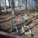 Кладбище в городе Новополоцк