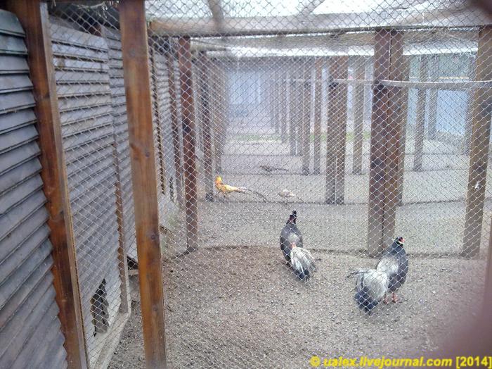 Ясенево - Посмотреть на фазанов и покормить козу. В Битцевском парке открыт вольерный комплекс