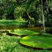 Parque Nacional da Amazônia