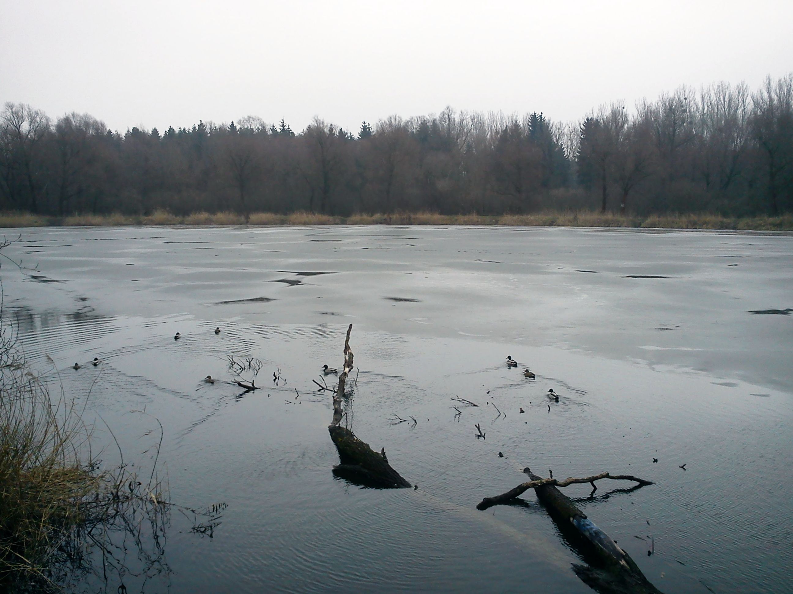 Jezioro Komarowo Pruszcz Gdański