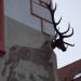 Casa cu Cerb (House with Stag) (en) in Segesvár city
