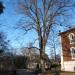 National Champion Tree (Polyscias Murrayi) in St. Louis, Missouri city