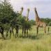 Garamba National Park