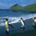 Macquarie Island