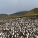 Macquarie Island