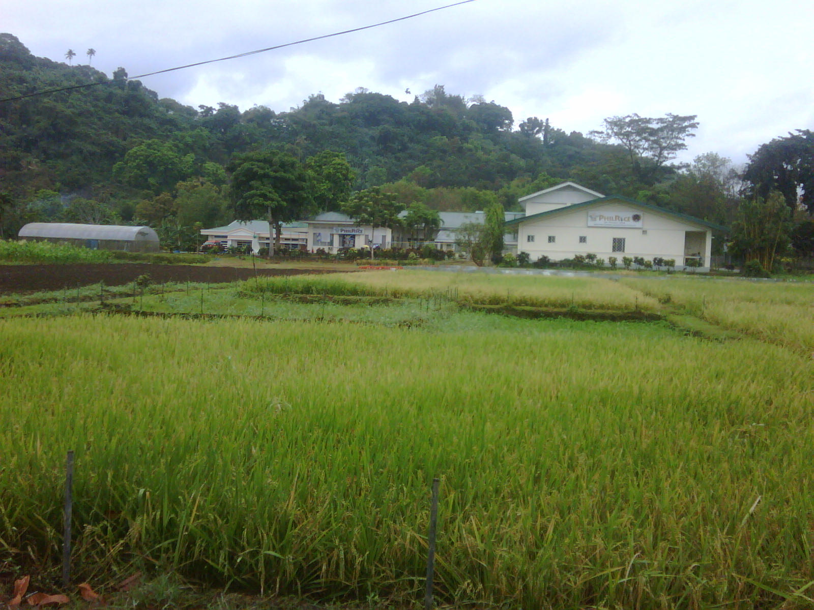 philippine-rice-research-institute-in-uplb-los-ba-os-lab