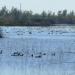 Yolo Bypass Wildlife Area