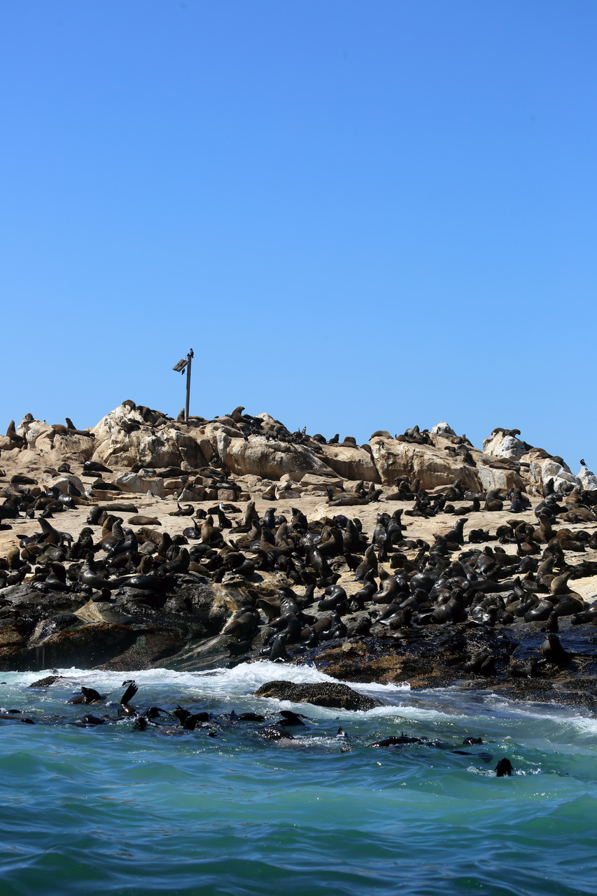 Seal Island