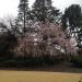 Weeping Cherry Tree in Tokyo city