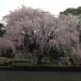 Weeping Cherry Tree in Tokyo city