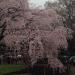 Weeping Cherry Tree in Tokyo city