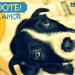 Socpam - Sociedade Protetora dos Animais de Maringá na Sarandi city