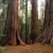 Calaveras Big Trees State Park