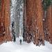 Calaveras Big Trees State Park