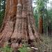 Calaveras Big Trees State Park